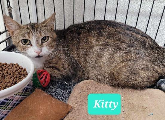 Enlarge Kitty, a Adoptable mixed breed in Richmond, IN image 3/3