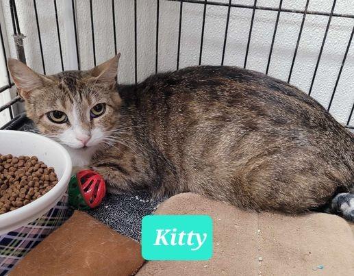 Enlarge Kitty, a Adoptable mixed breed in Richmond, IN image 3/3