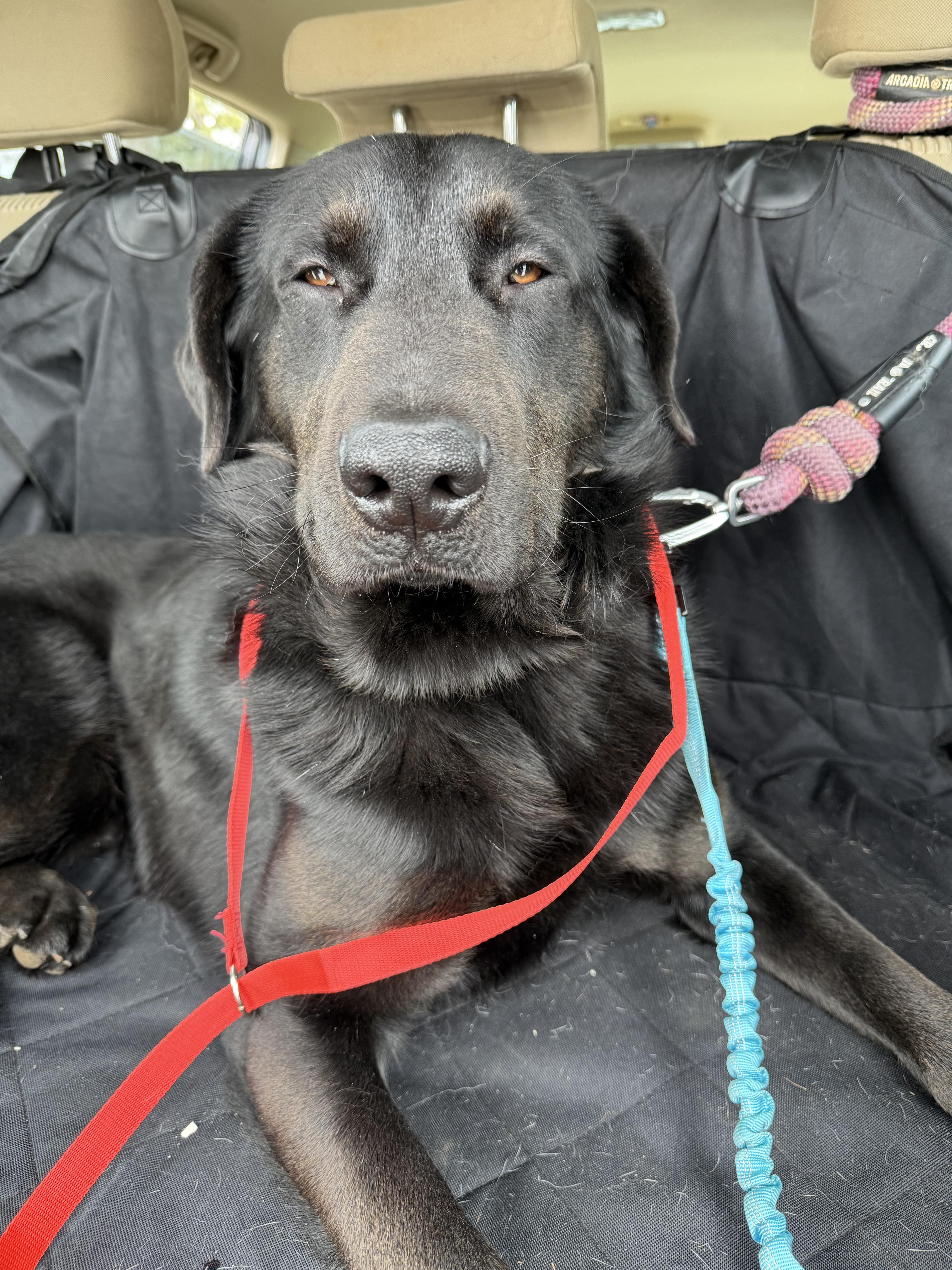 Enlarge Mug, a Adoptable mixed breed in Winston Salem , NC image 5/5