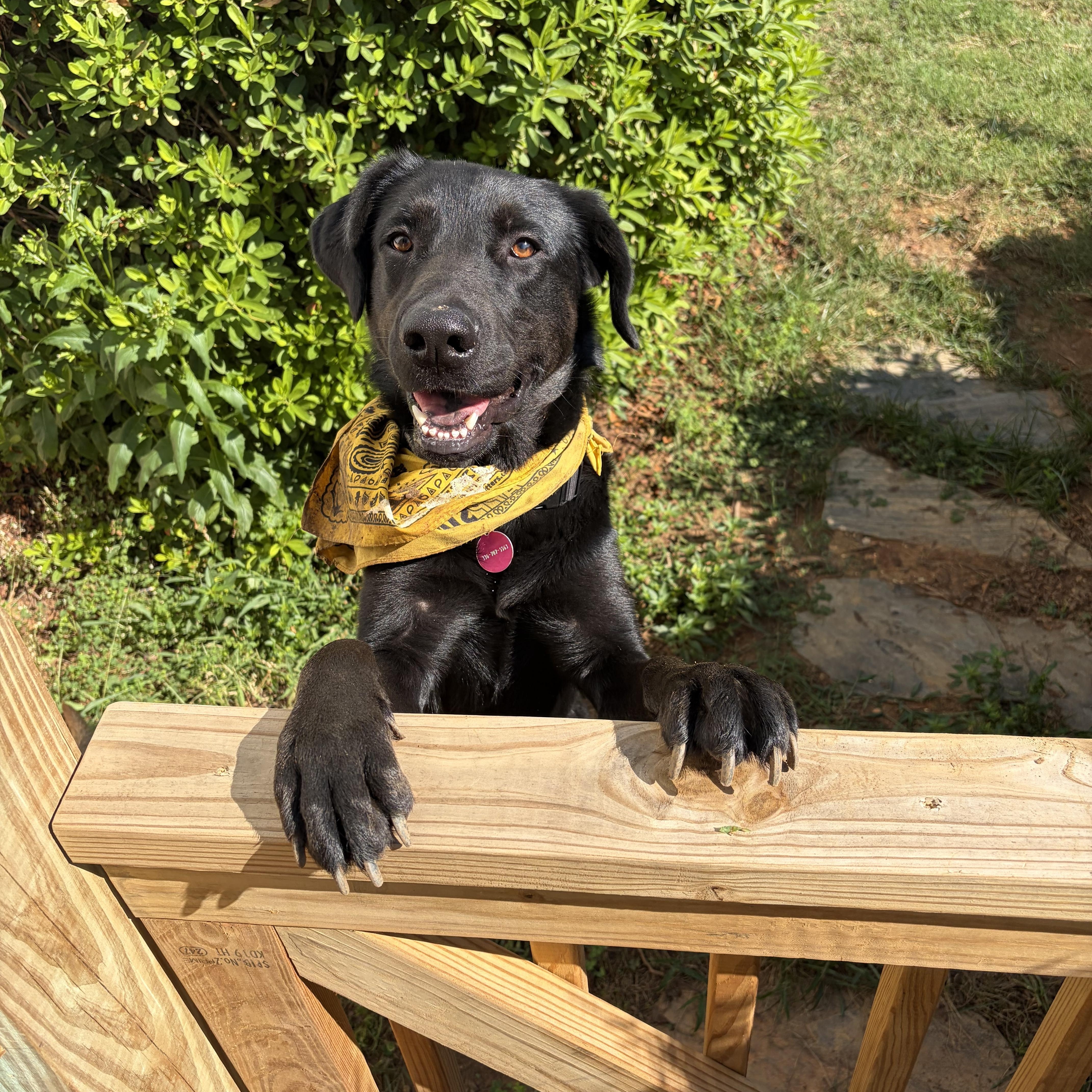 Mug, Adoptable, Young Male Black Labrador Retriever.