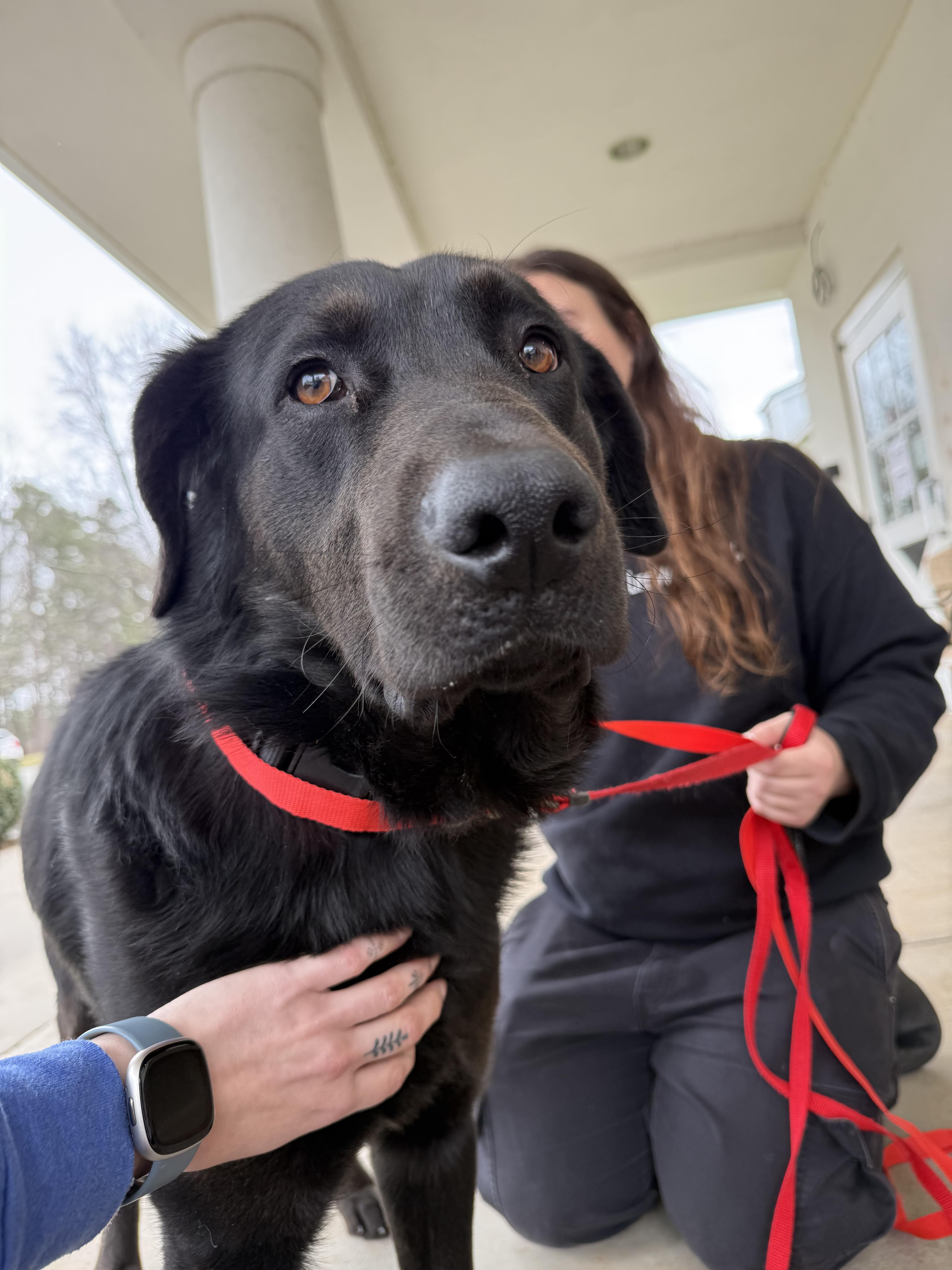 Enlarge Mug, a Adoptable mixed breed in Winston Salem , NC image 3/5