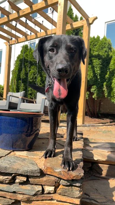 Enlarge Mug, a Adoptable mixed breed in Winston Salem , NC video 2/5