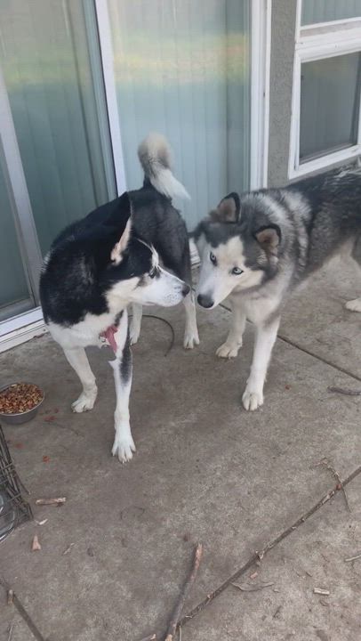 Enlarge Tinsel, a Adopted Husky in Leesburg, VA video 2/3