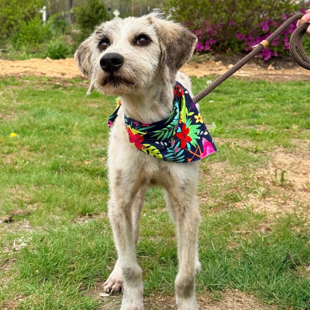 Enlarge CT Monkey (in foster), a Adoptable mixed breed in Eastford, CT image 1/6