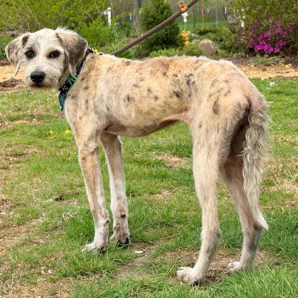 Enlarge CT Monkey (in foster), a Adoptable mixed breed in Eastford, CT image 3/6