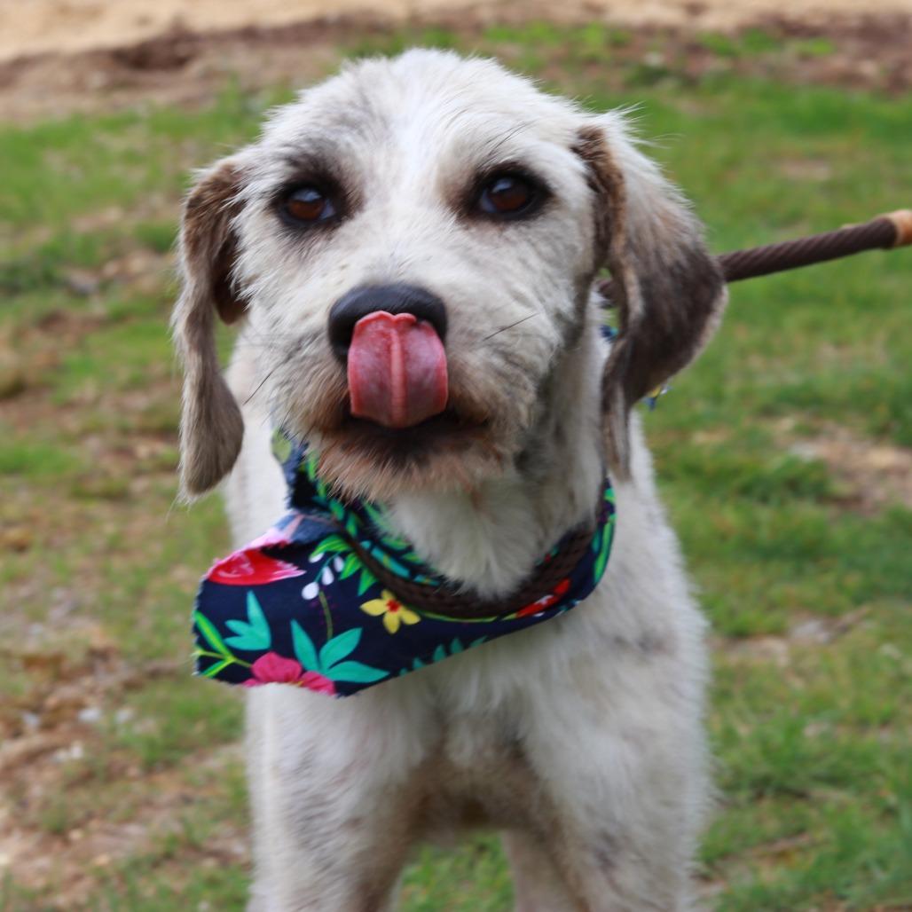 Enlarge CT Monkey (in foster), a Adoptable mixed breed in Eastford, CT image 5/6