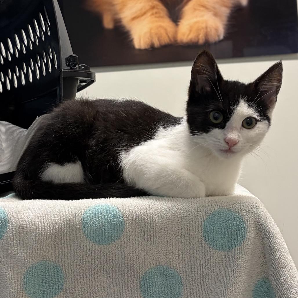 Dash, Adoptable, Young Male Domestic Short Hair.