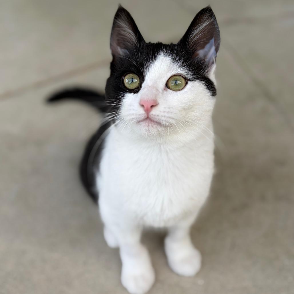 Dash, a Adoptable Domestic Short Hair in Costa Mesa, CA image 2/2