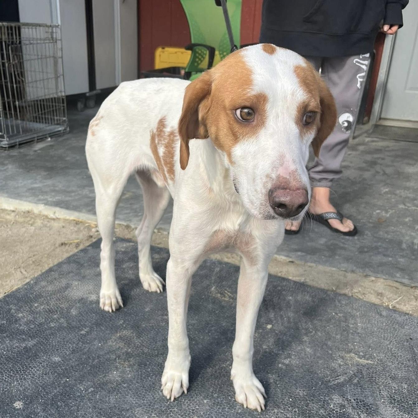 Woody — thumbnail 3