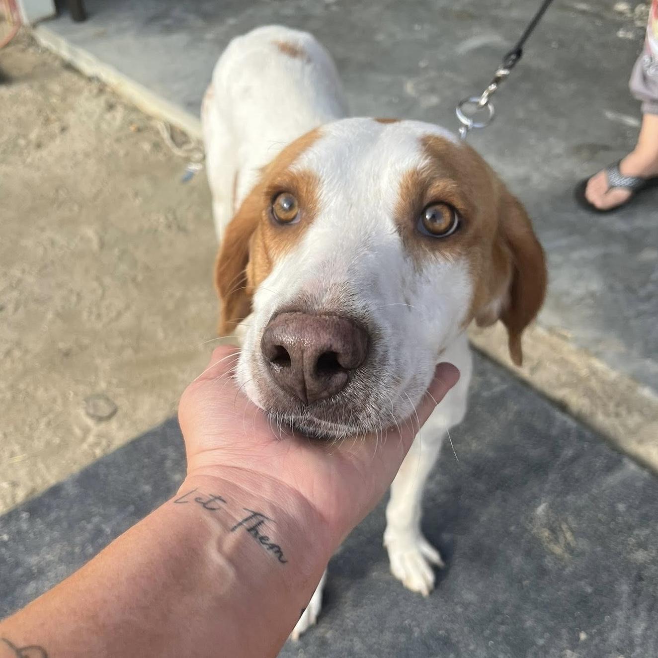 Woody — thumbnail 4