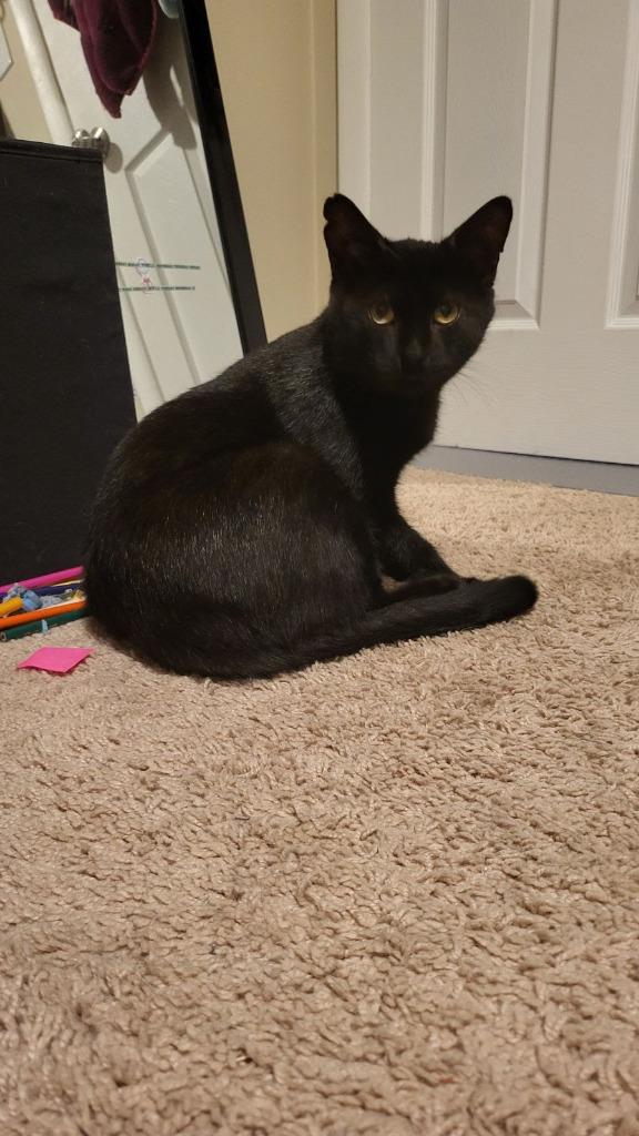 Enlarge Midnight, a Adoptable mixed breed in Parkville, MD image 1/4