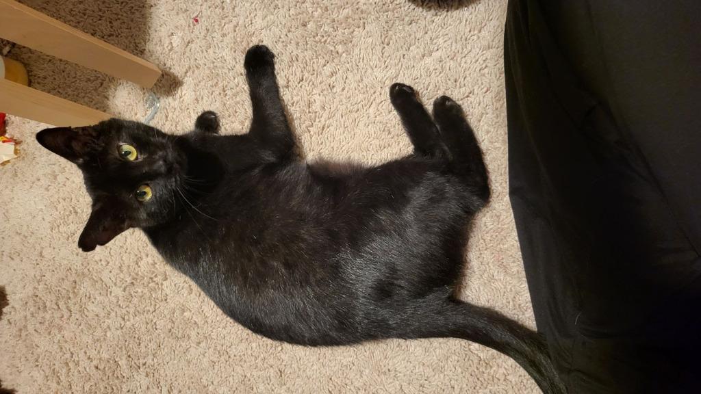 Enlarge Midnight, a Adoptable mixed breed in Parkville, MD image 2/4