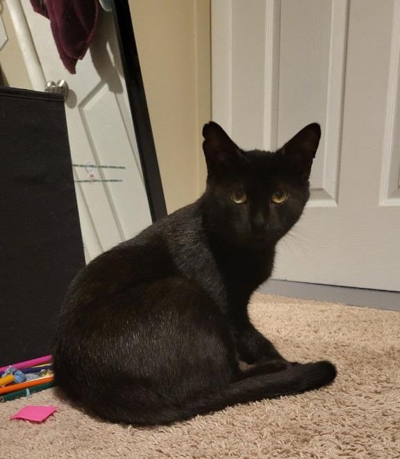 Enlarge Midnight, a Adoptable mixed breed in Parkville, MD image 2/4