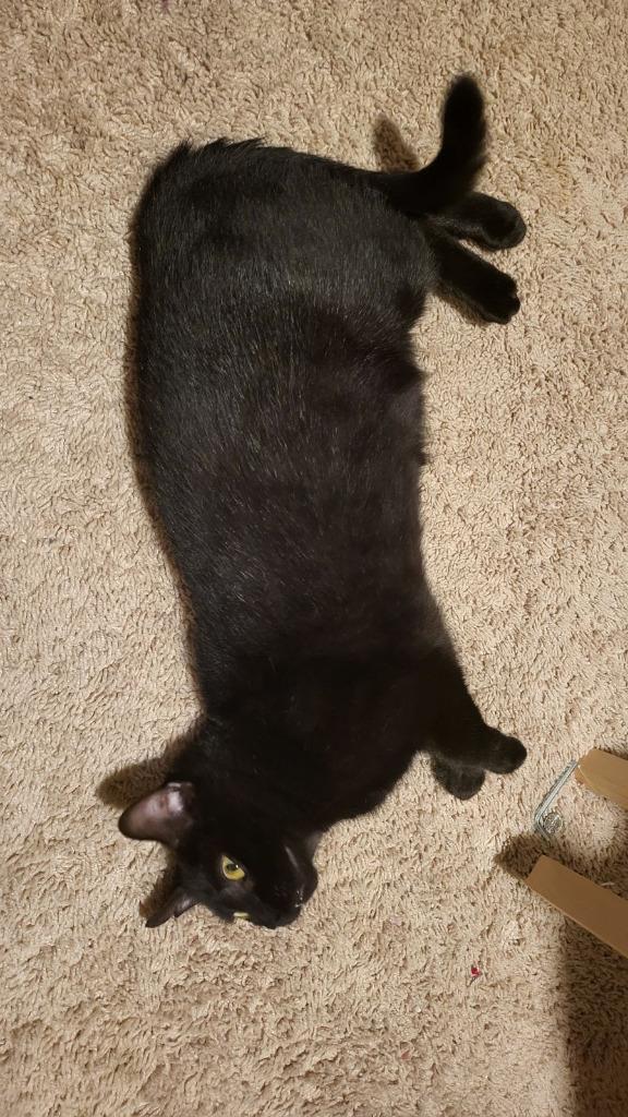 Enlarge Midnight, a Adoptable mixed breed in Parkville, MD image 3/4