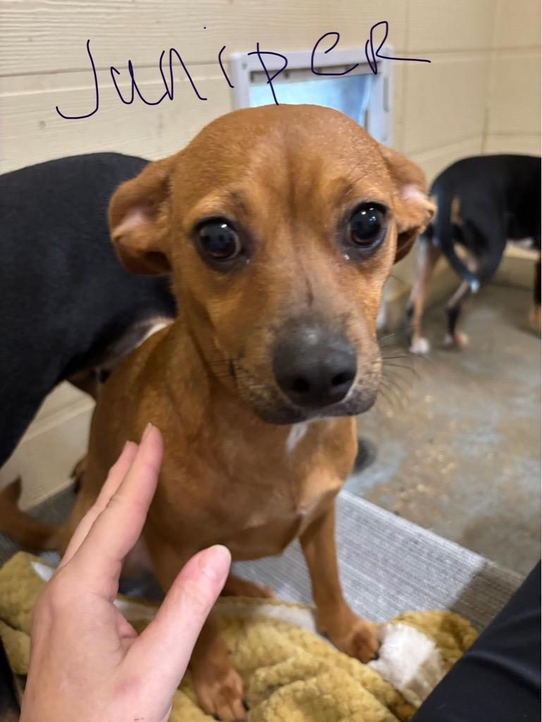Juniper, adopted, Young Female Terrier.