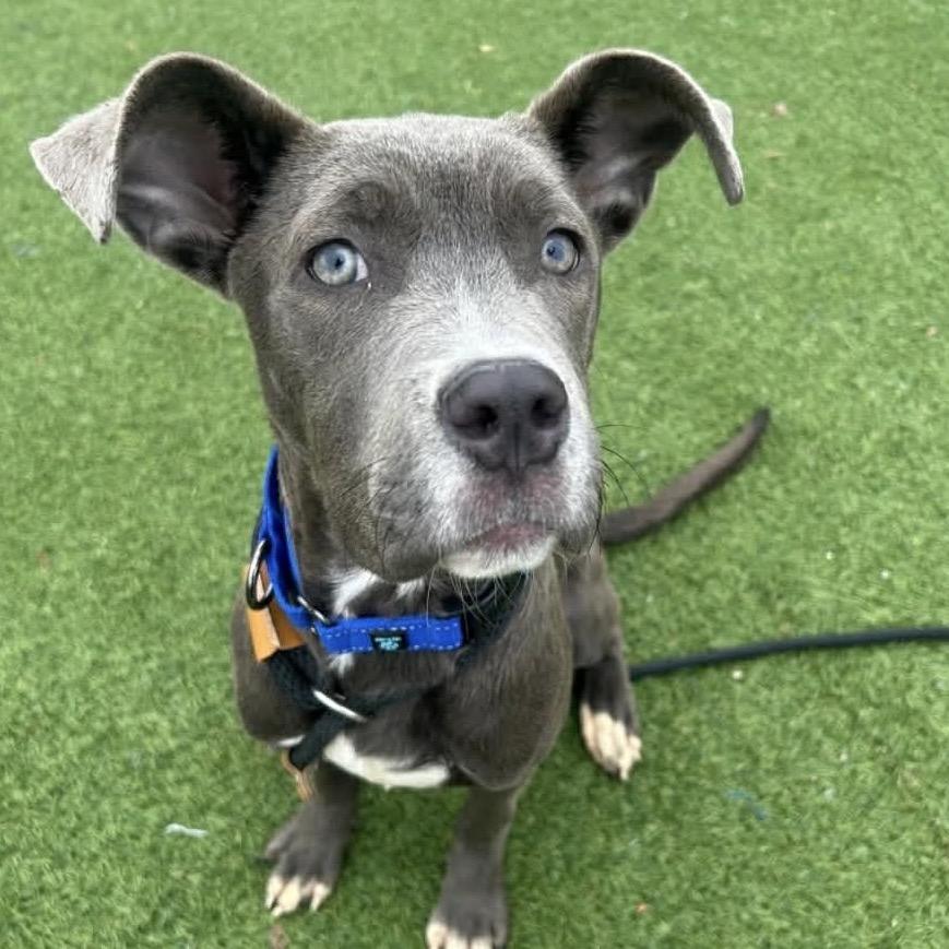 Cadbury, Adoptable, Young Female Terrier & Mixed Breed.