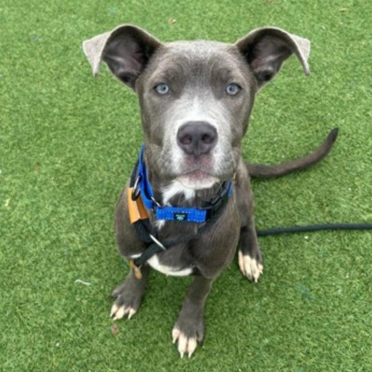 Enlarge Cadbury, a Adoptable mixed breed in Middleburg Heights , OH image 2/3