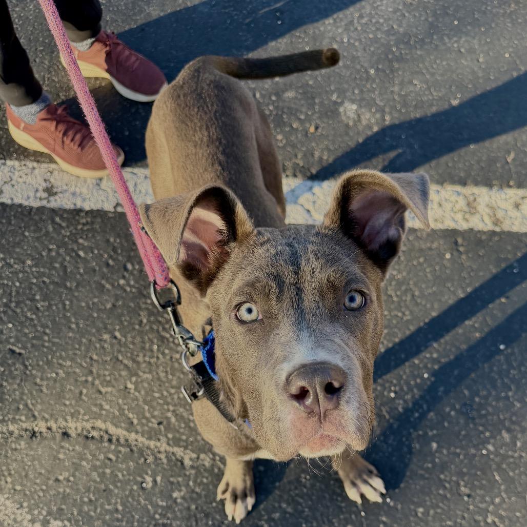 Enlarge Cadbury, a Adoptable mixed breed in Middleburg Heights , OH image 3/3