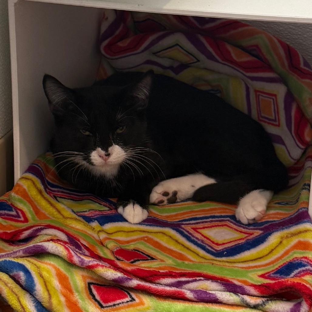 Ezra is at Petsmart GJ, Adoptable, Kitten Male Domestic Short Hair.