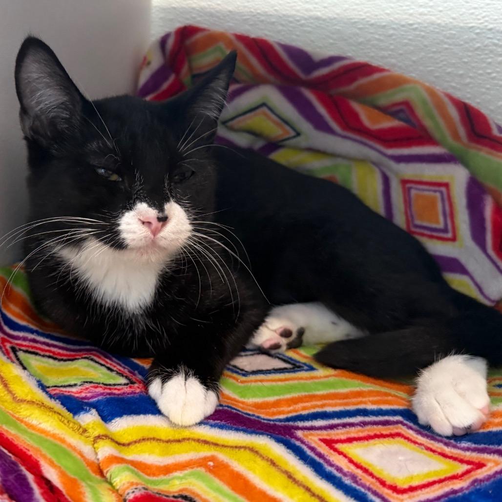 Enlarge Ezra is at Petsmart GJ, a Adoptable Domestic Short Hair in Cedaredge, CO image 2/6