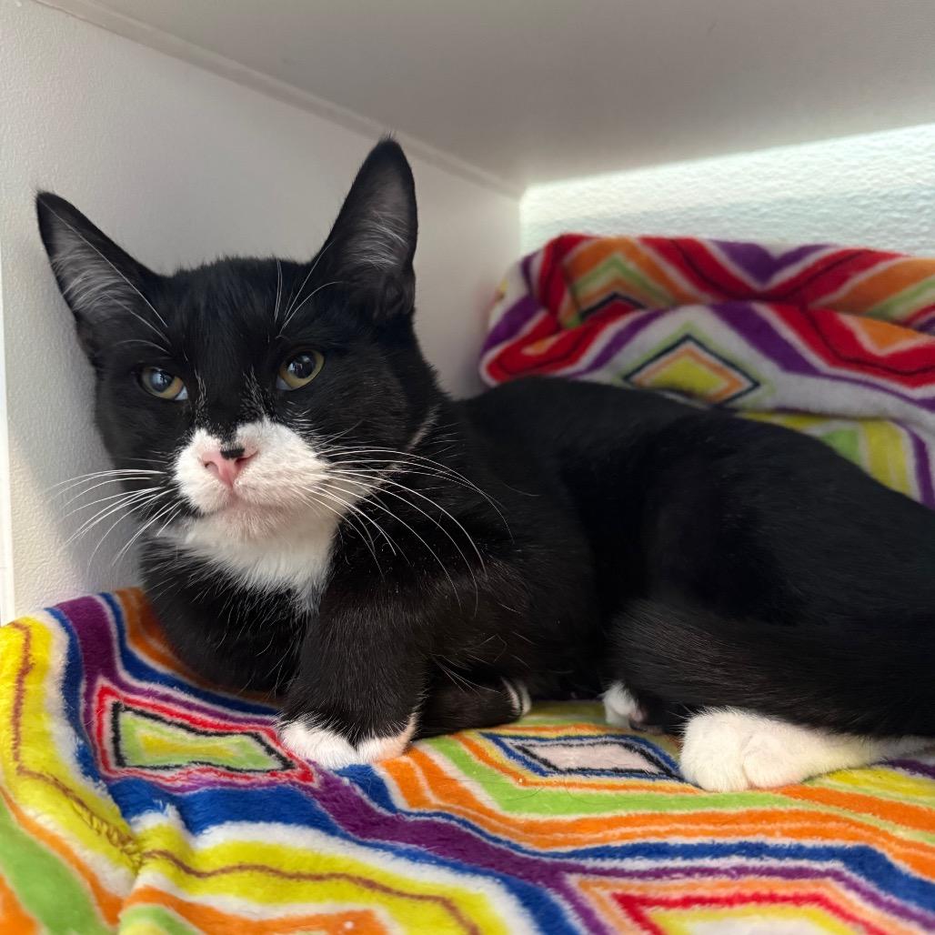 Enlarge Ezra is at Petsmart GJ, a Adoptable Domestic Short Hair in Cedaredge, CO image 4/6