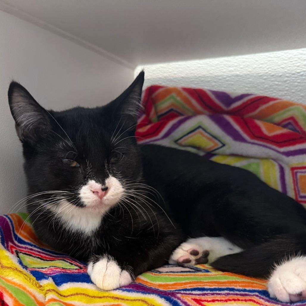 Enlarge Ezra is at Petsmart GJ, a Adoptable Domestic Short Hair in Cedaredge, CO image 5/6