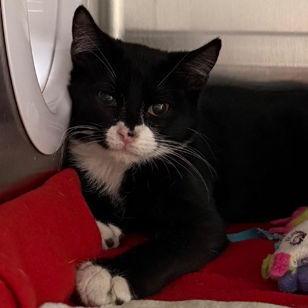 Enlarge Ezra is at Petsmart GJ, a Adoptable Domestic Short Hair in Cedaredge, CO image 6/6