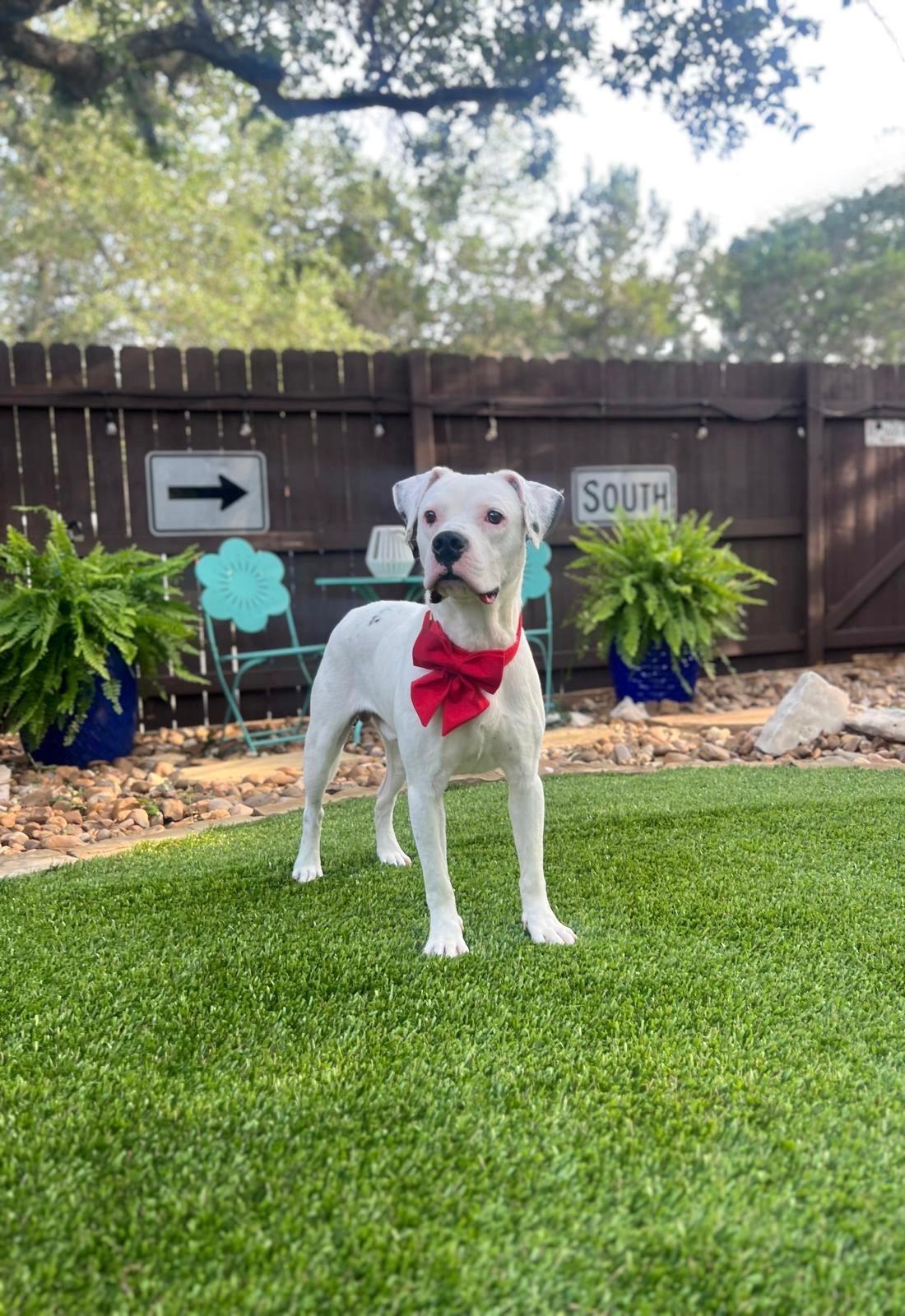 Enlarge Toby, an adopted mixed breed in Red Lodge, MT image 6/6