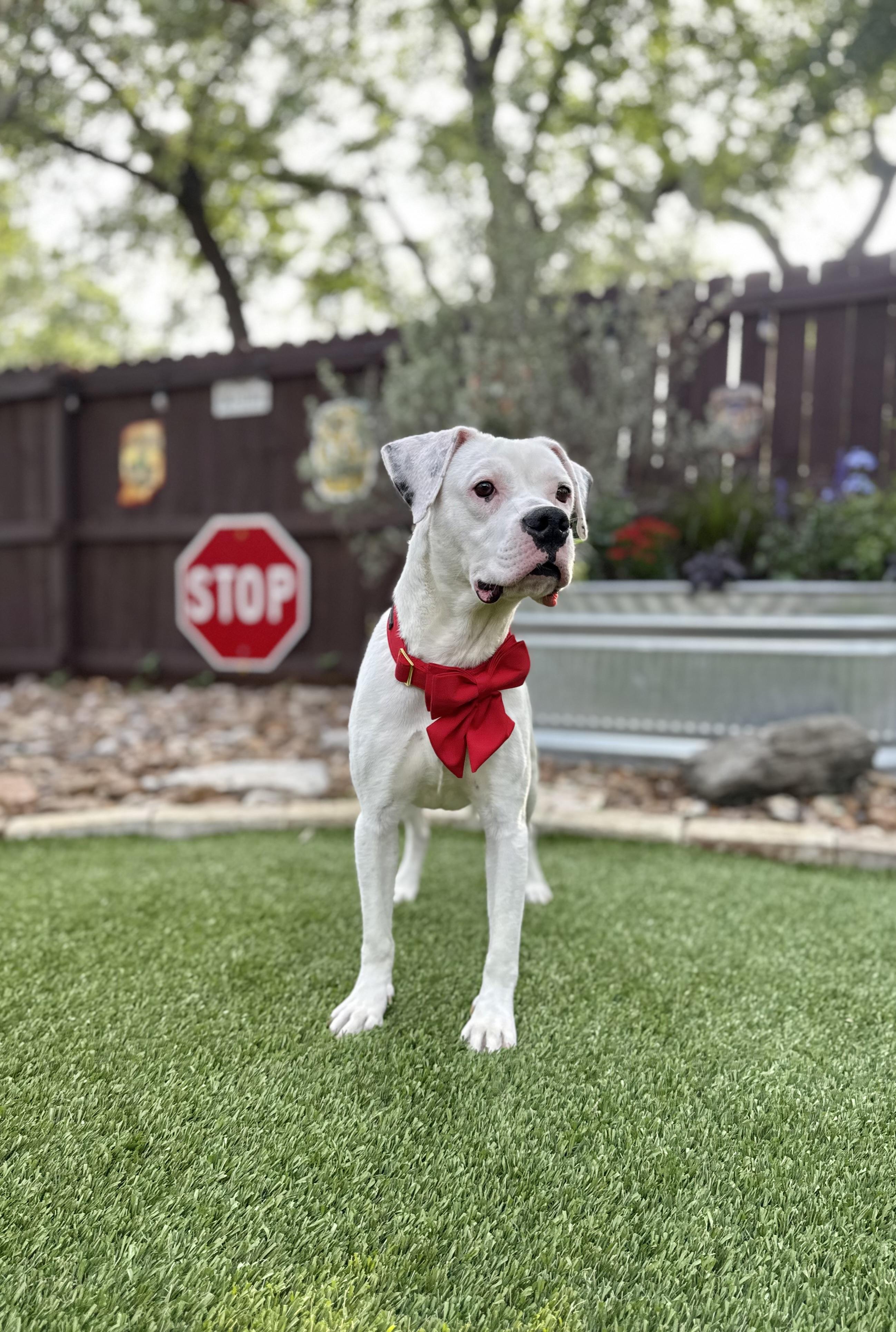 Enlarge Toby, an adopted mixed breed in Red Lodge, MT image 2/6