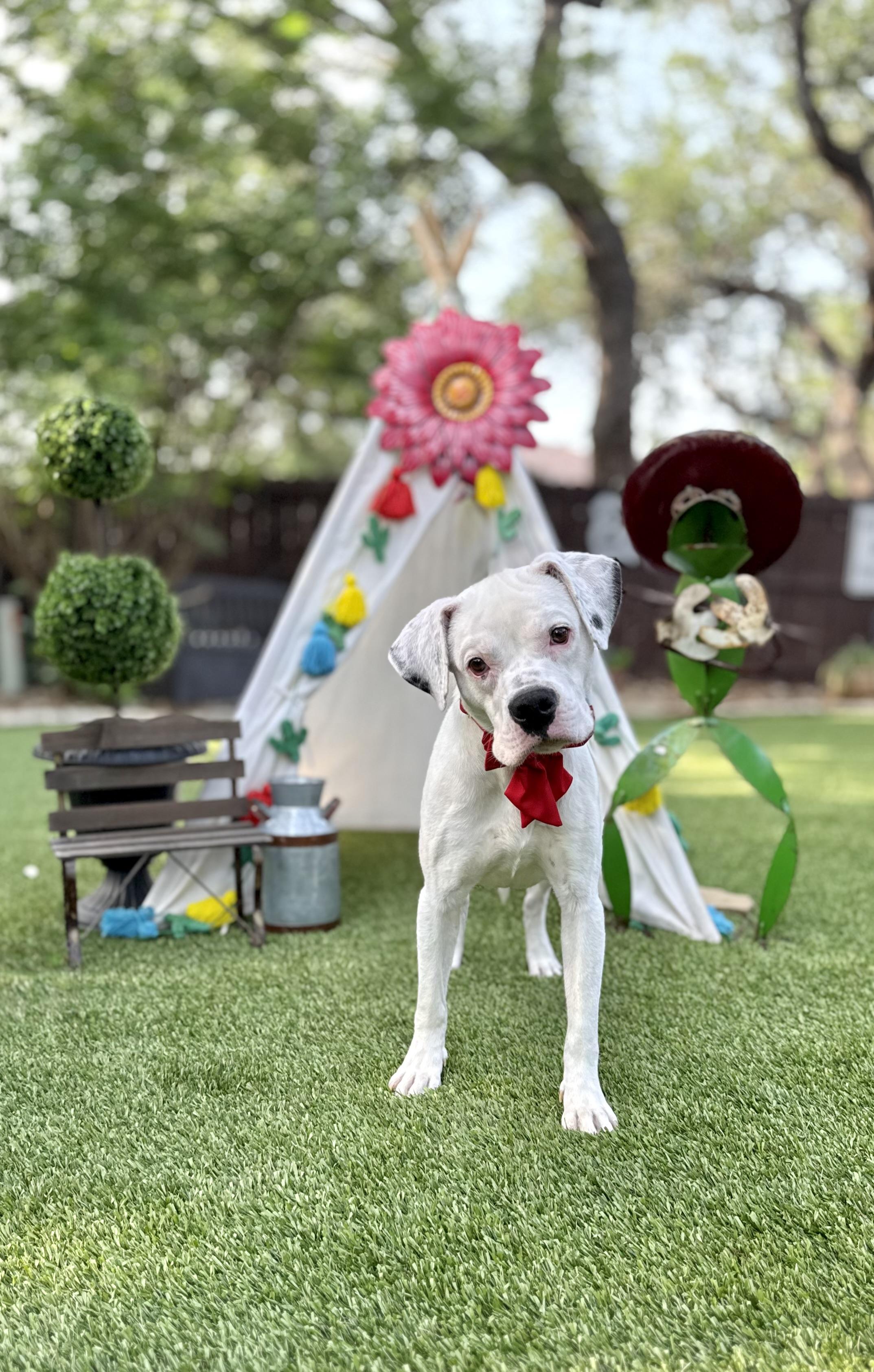 Toby, adopted, Young Male Boxer & American Staffordshire Terrier.