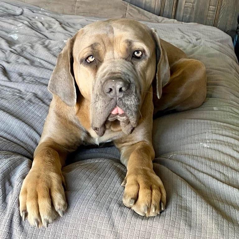 Enlarge Alice, a Adoption Pending mixed breed in Riverside, CA image 1/3
