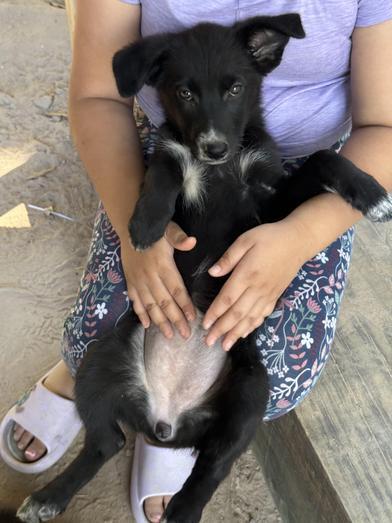 Angel — thumbnail 5