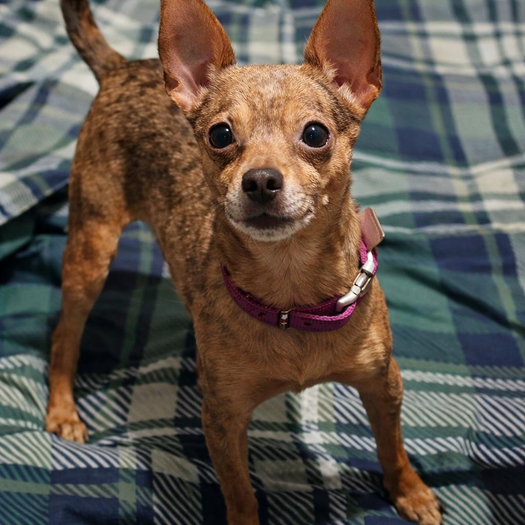 Enlarge Sangria, a Adopted Chihuahua in Sistersville, WV image 1/1