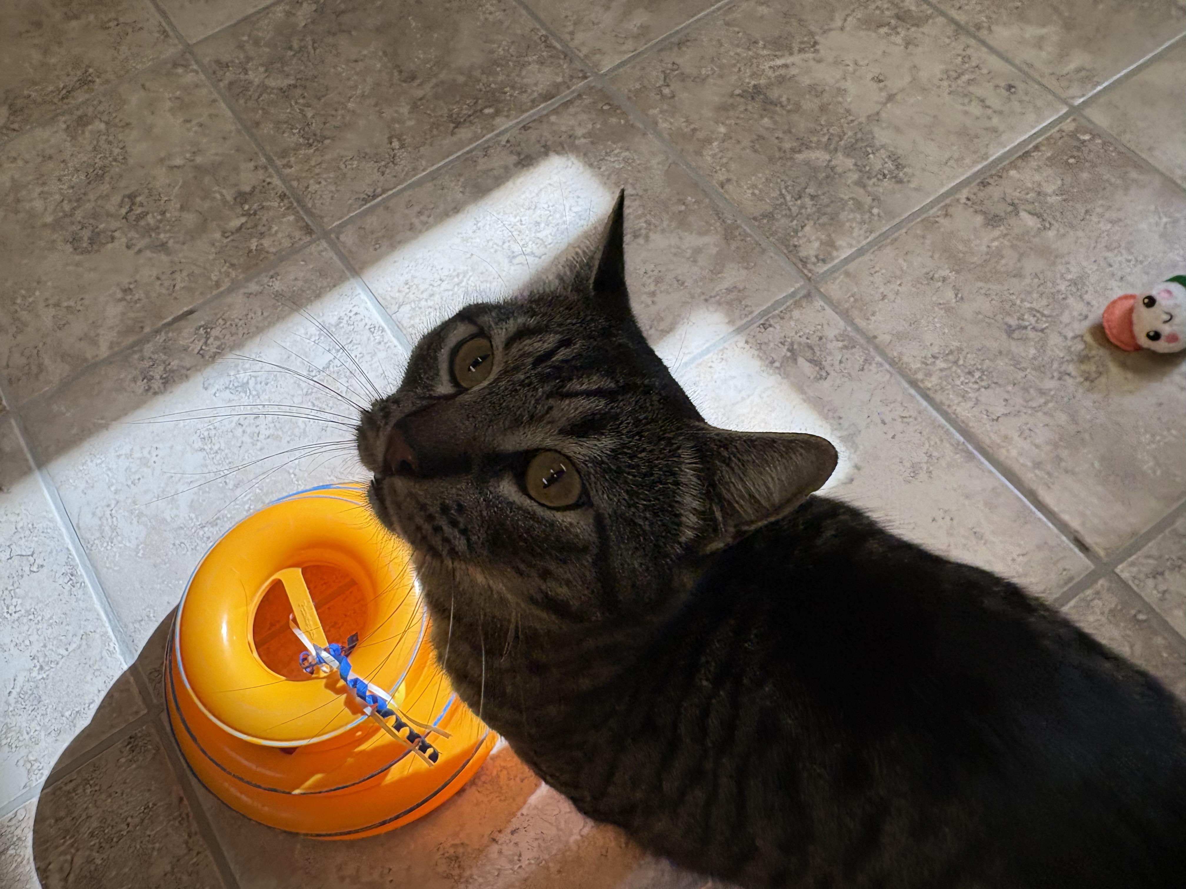 Enlarge O'Connell, a ADOPTABLE mixed breed in Hays, KS image 5/5