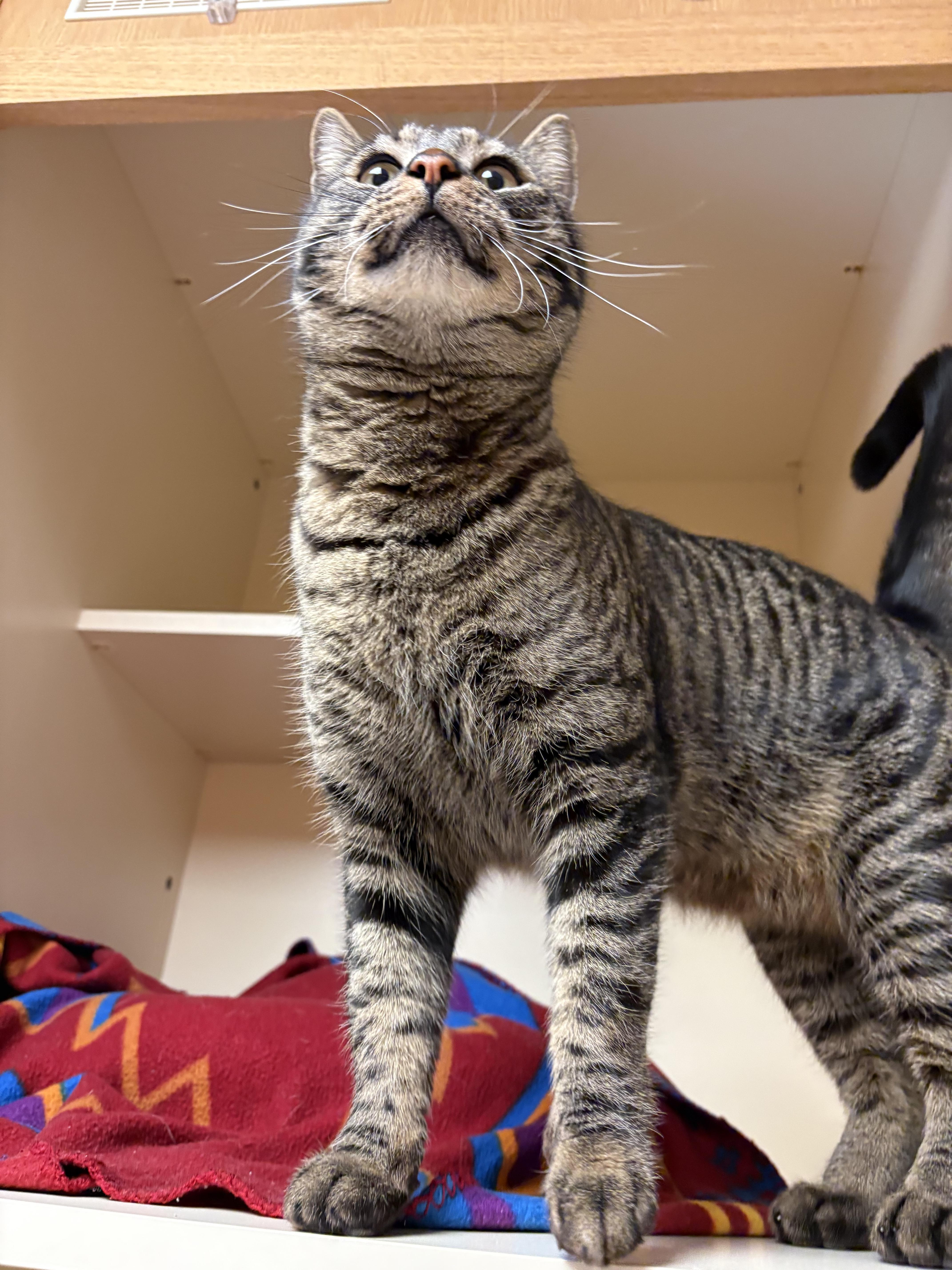 Enlarge O'Connell, a ADOPTABLE mixed breed in Hays, KS image 3/5