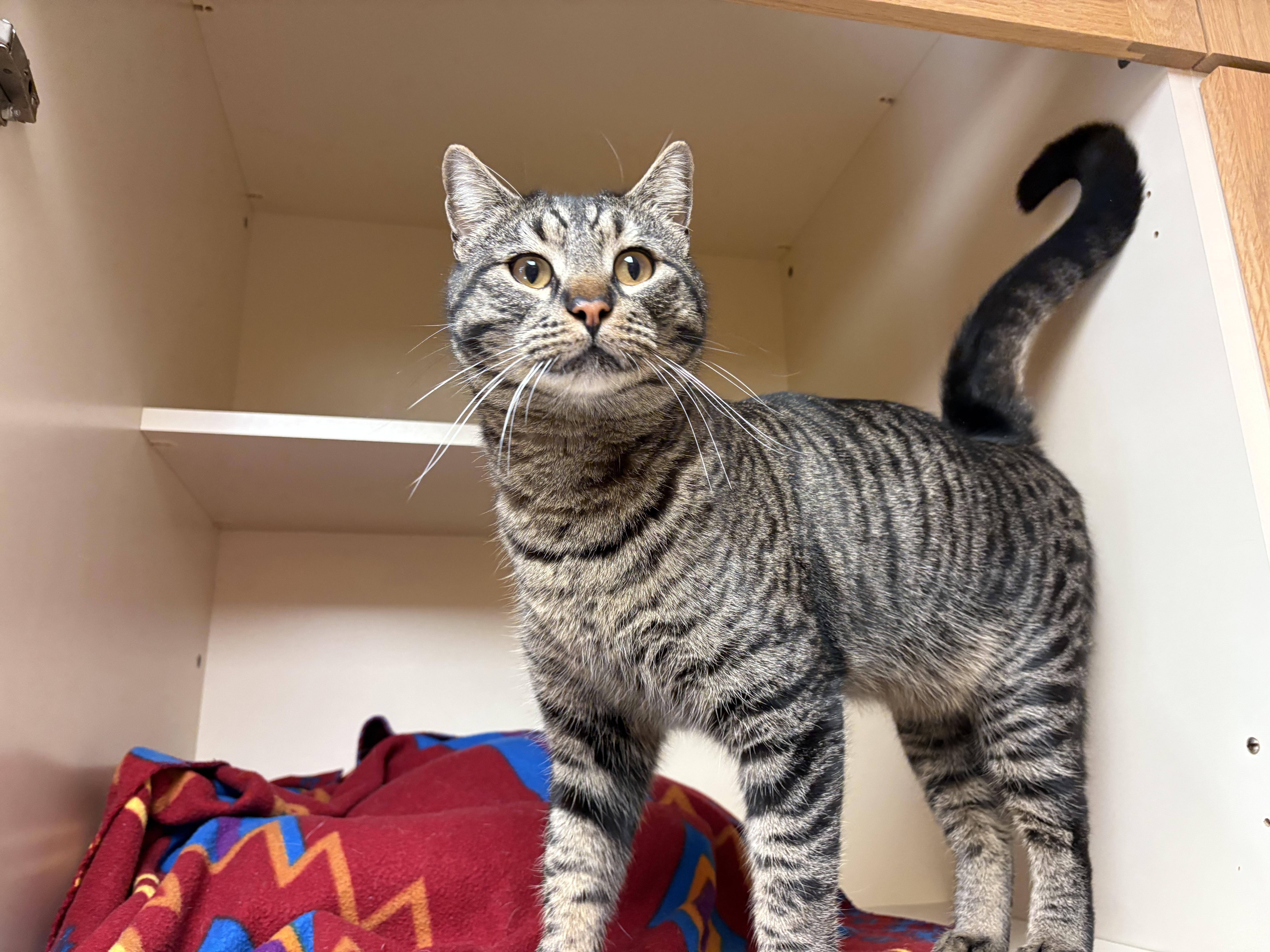 Enlarge O'Connell, a ADOPTABLE mixed breed in Hays, KS image 1/5