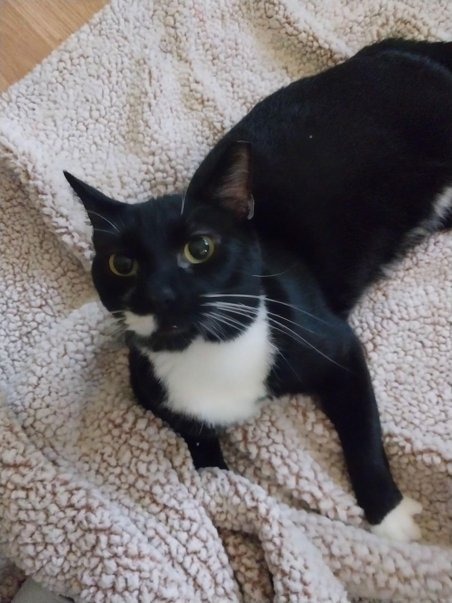 MOONSCAR, Adoptable, Adult Male Tuxedo.