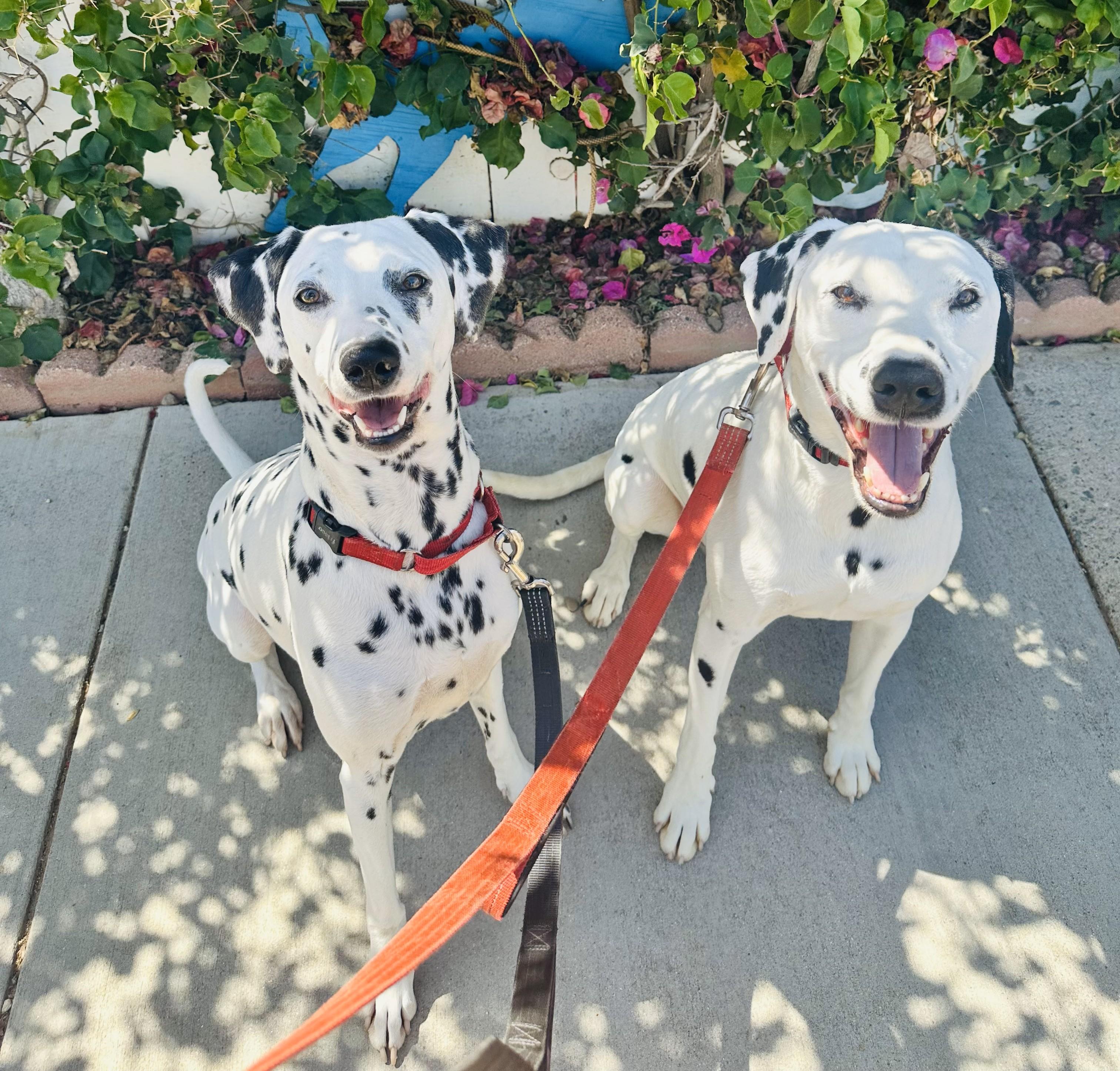 Pie, Adoptable, Young Male Dalmatian.