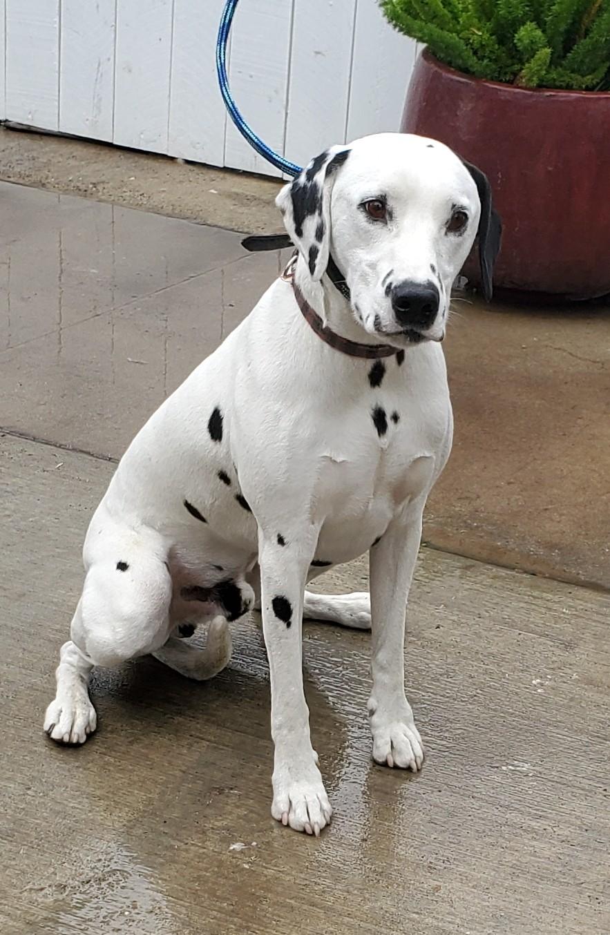 Enlarge Pie, a Adoptable Dalmatian in Newport Beach, CA image 2/3