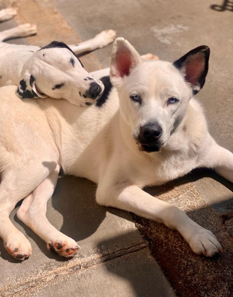 Enlarge Pie, a Adoptable Dalmatian in Newport Beach, CA image 3/3