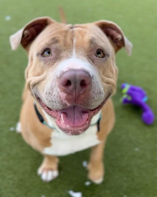 WILLOW, Adoptable, Adult Female Pit Bull Terrier.