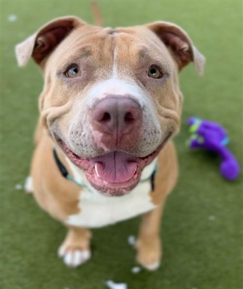 WILLOW, Adoptable, Adult Female Pit Bull Terrier.