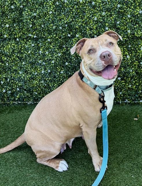 WILLOW, Adoptable, Adult Female Pit Bull Terrier.