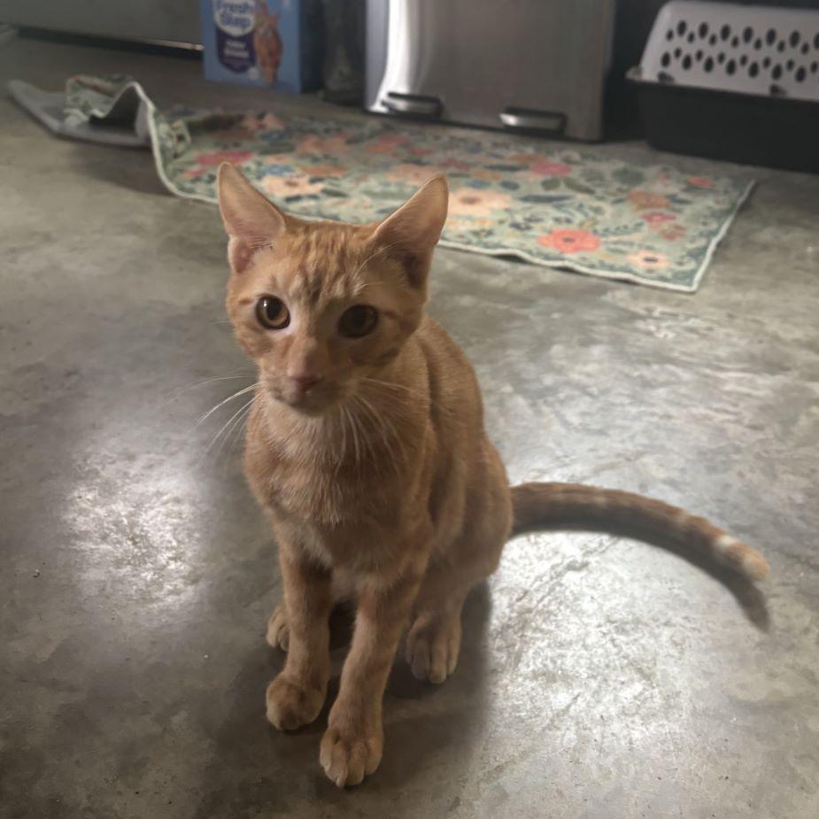 Enlarge Orange-Marmalade (and Peach-Marmalade), a Adoptable mixed breed in Tulsa, OK image 2/3