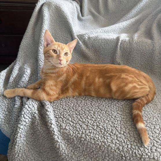 Enlarge Orange-Marmalade (and Peach-Marmalade), a Adoptable mixed breed in Tulsa, OK image 1/3