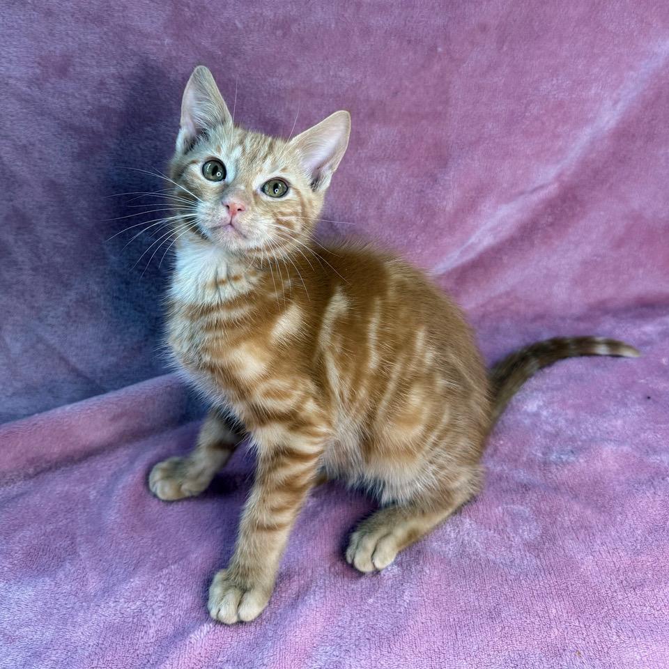 Enlarge Orange-Marmalade (and Peach-Marmalade), a Adoptable mixed breed in Tulsa, OK image 3/3