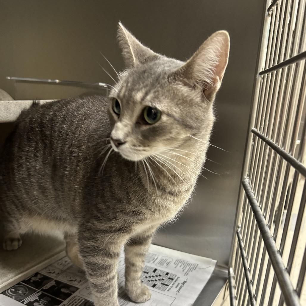 Gracie, Adoptable, Adult Female Domestic Short Hair.