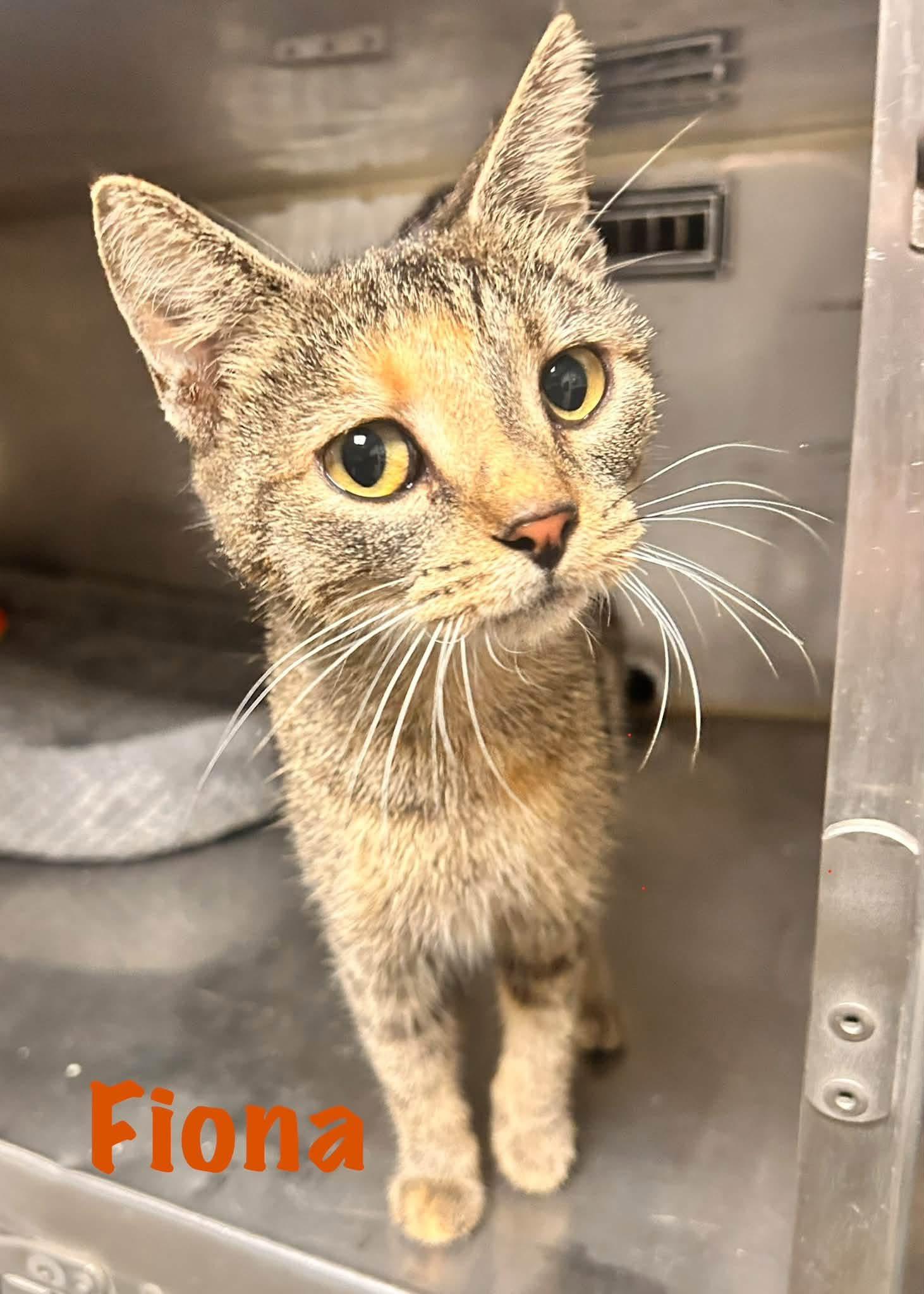 Fiona, Adopted, Young Female Domestic Short Hair.