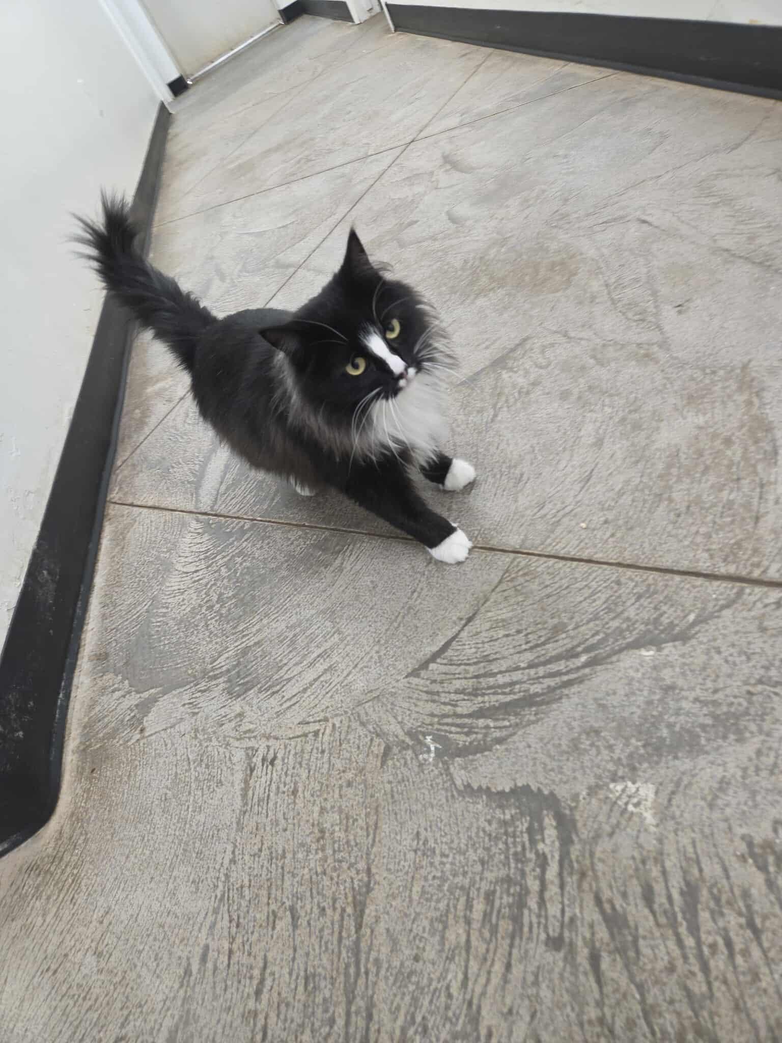 Banshee, Adoptable, Adult Female Domestic Long Hair.