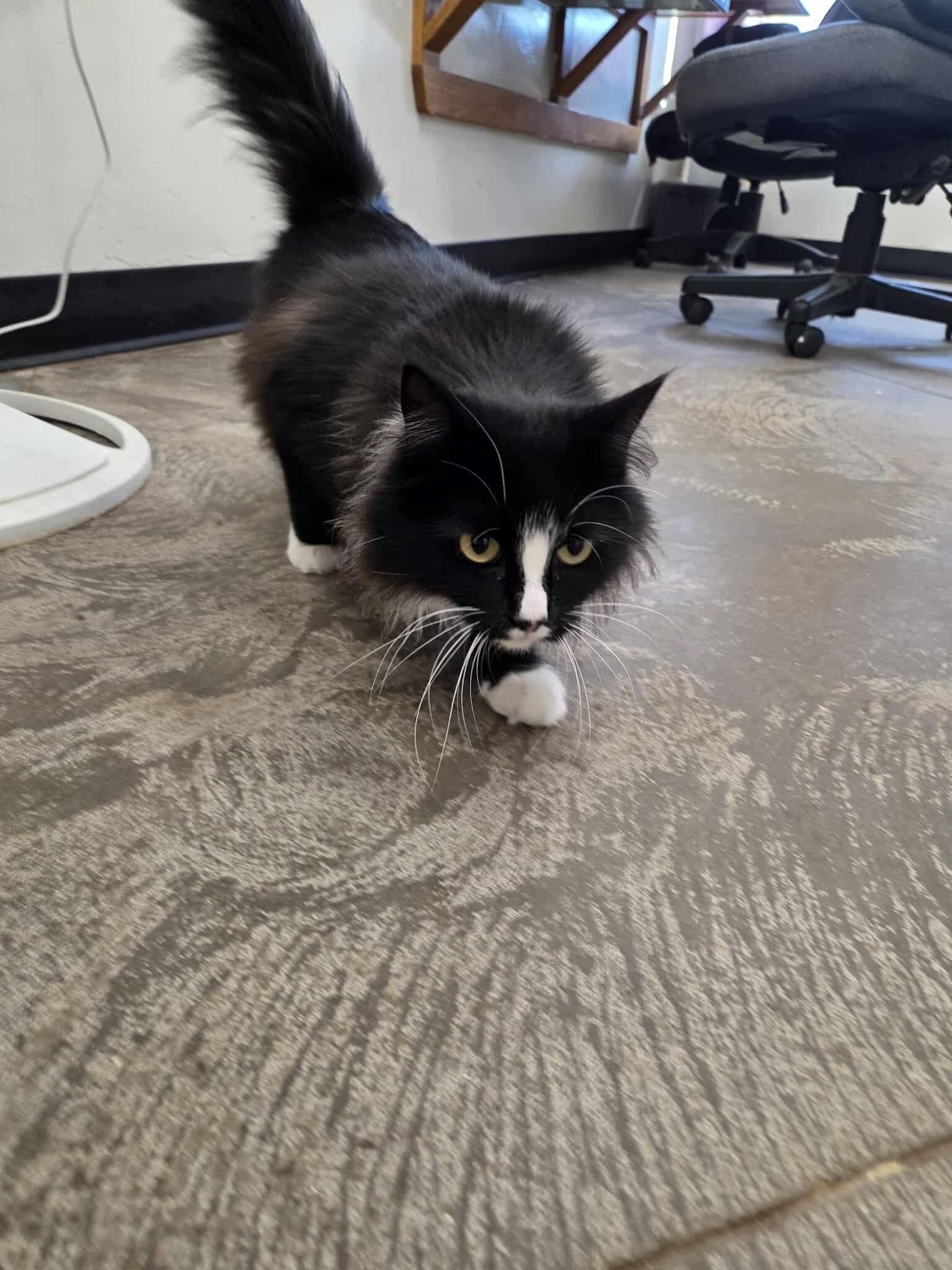 Banshee, Adoptable, Adult Female Domestic Long Hair.